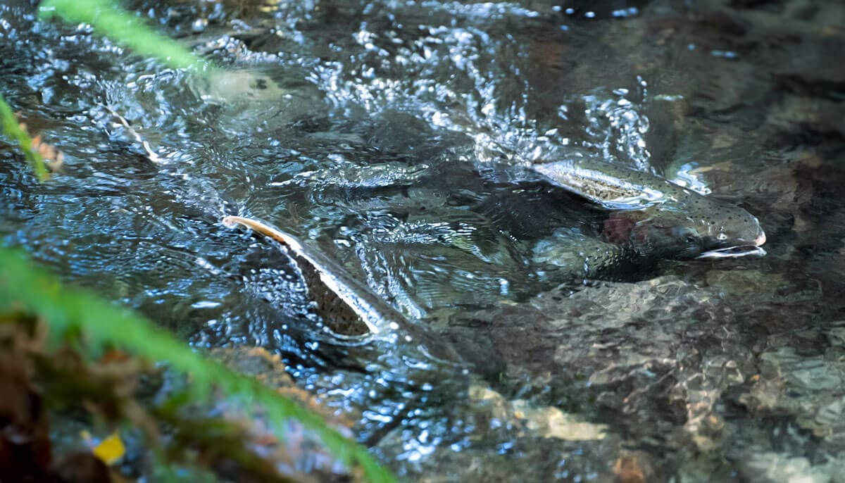 Salmon swimming in a creek