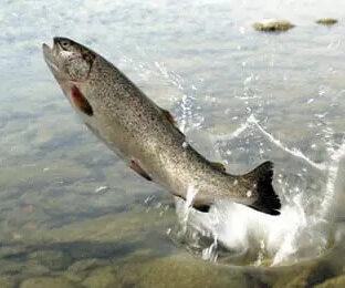 A fish jumping out of water.